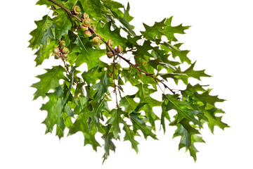Branch of a oak tree with acorns isolated