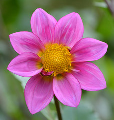 Obraz premium Dahlia