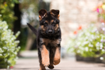 shepherd puppy running in the park