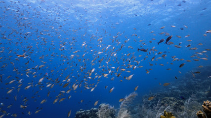 Seascape in turquoise water of coral reef in Caribbean Sea / Curacao with fish, coral and sponge