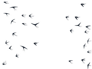 Flying swallow birds silhouettes vector illustration. Nomadic martlets bevy isolated on white. 