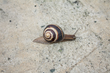 Little snail