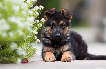 shepherd puppy lying near flowers