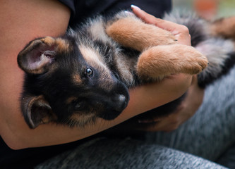 German shepherd puppy lying in her arms