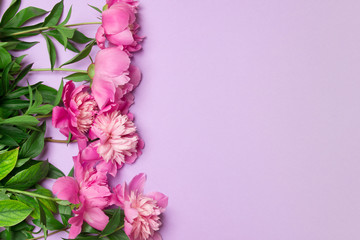 bouquet of pink peony on purple backgroud with copy space in right side of photo
