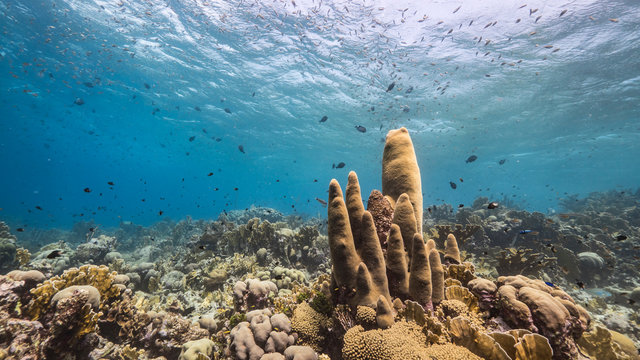 Seascape in shallow water of coral reef in Caribbean Sea / Curacao with fish, Pillar Coral and sponge