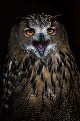 Owl living in the mountainous areas of Slovakia.