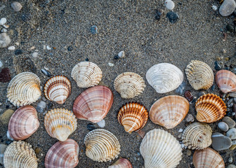 collection of sea shells on dark wet sand beach natural textured background