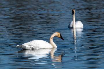Fototapeta premium Pair of Trumpeter Swans (Cygnus buccinator)
