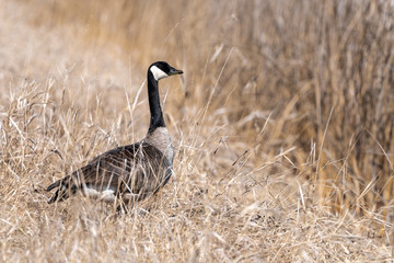 Canada Goose (Branta canadensis) in High Grass