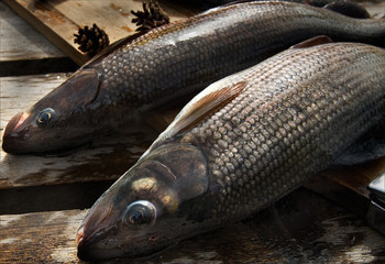 Catched big grayling fish after fishing