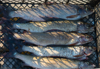 Catched big grayling fish after fishing
