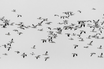 Flock of Migrating Snow Geese (Anser caerulescens)