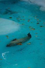 Seal in Belgrade ZOO, Serbia