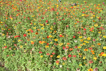 Prairie fleurie en été