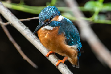 Eisvogel an der Fulda, Melsungen