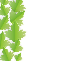 Green leaves isolated on white. Border element. Vector