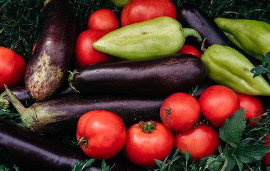 Summer harvest from the greenhouse and garden. Delicious and healthy vegetarian organic food. Various fresh colored vegetables close up. Green bell peppers, red tomatoes and blue eggplants.