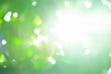 Spring bokeh nature abstract background Green leaves blurred, beautiful in the spring or summer.