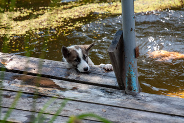 Husky puppy dog in water.