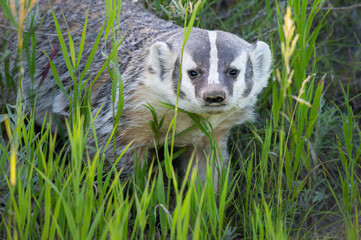 Badger in the wild