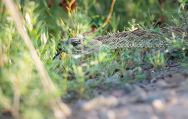 Rattlesnake