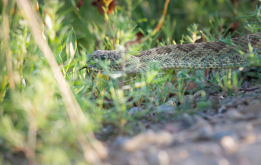 Rattlesnake