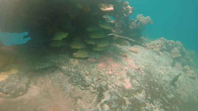 A school of Blacktail Snapper on a shallow ship wreck in Truk Lagoon