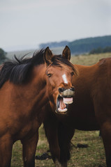 Obraz premium Horse smile