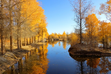 Fairytale land of Jinta Populus euphratica (Huyang in Chinese) forest, western Gansu, China. Every...