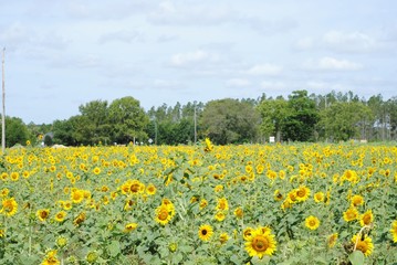 field of sunflowers