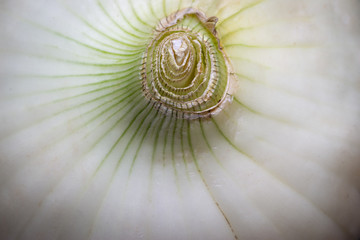 Close up enlargement of top part of an white onion