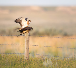 Red tailed hawks in the wild