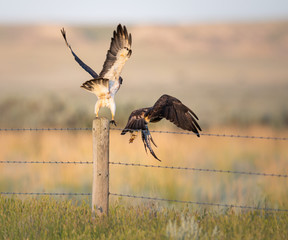 Red tailed hawks in the wild