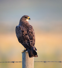 Hawk