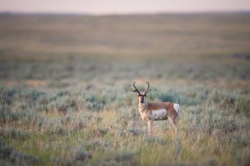 Pronghorn