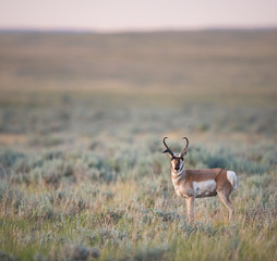 Pronghorn