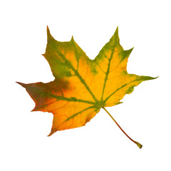 Maple autumn leaf isolated on white background