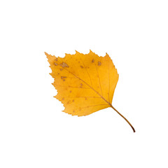Birch autumn leaf isolated on white background