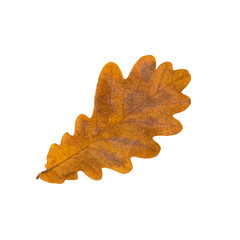 Autumn leaf of an oak isolated on a white background