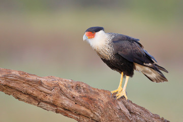 Northern Crested Caracara (Caracara cheriway) perched, Texas, USA