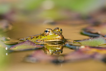 Selective focus of Iberian green frog (Pelophylax perezi), between lily pads
