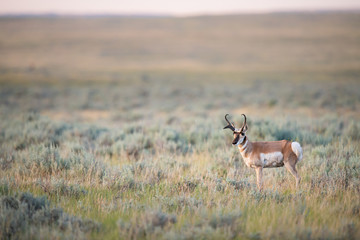 Pronghorn