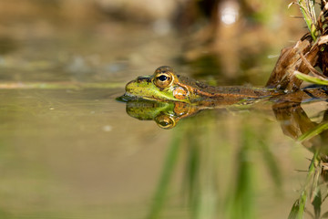 Selective focus of Iberian green frog (Pelophylax perezi), between lily pads