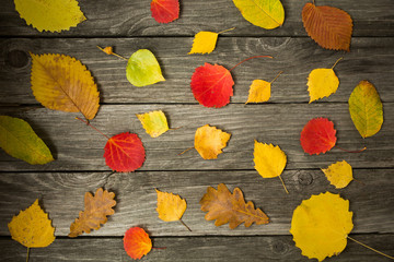 Fototapeta na wymiar Multicolored different autumn leaves on a wooden background. Background, texture, concept.