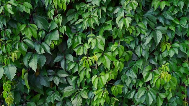 Decorative wild green grapes growing Parthenocissus quinquefolia, known as Virginia creeper, Victoria creeper, five-leaved ivy, or five-finger, is species of flowering plant in grape family, Vitaceae 