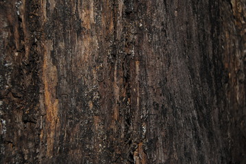 Obraz premium RInde für Hintergrund