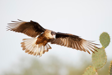 Northern Crested Caracara (Caracara cheriway) flying, Texas, USA