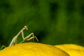 Green praying mantis perched on a yellow lemon