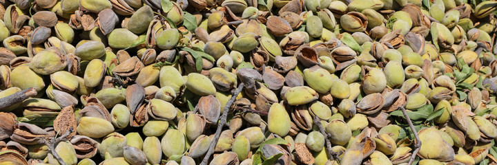Ripe almonds nuts as background. Mature open almond nut. 
